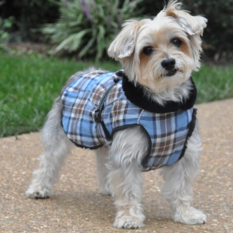 should-dogs-wear-clothes-carolinejoy-blog