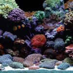 Step-by-step guide on how to cycle a nano reef tank for beginners with essential tips for healthy coral and fish care
