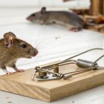 How to master rodent control: Explore effective strategies from traditional traps to modern tech. Secure your home with expert tips on exclusion and prevention.